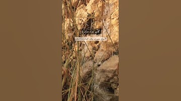 تلاوة مؤثرة بصوت ممتع للقارئ:ريان المحيسني 🌸