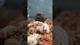 🤯Baby Roaches Vs 🔥Mini Carpenter Ants🔥