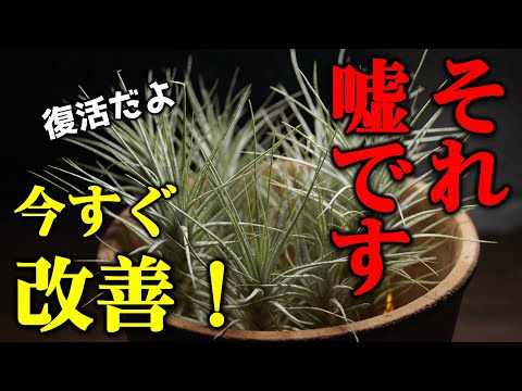 サイバーライムガーデニング2024年なぜ今？おすすめ植物5選とよくある3つの誤解