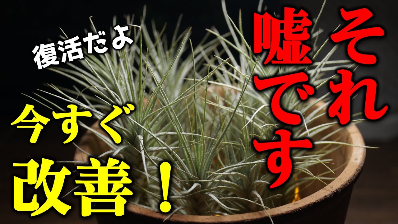 【騙されない】初めてエアプランツを栽培する時に抑えておきたいポイント【チランジアの育て方】【観葉植物入門】