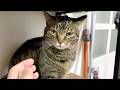 機嫌が悪すぎる凶暴猫を触った結果...