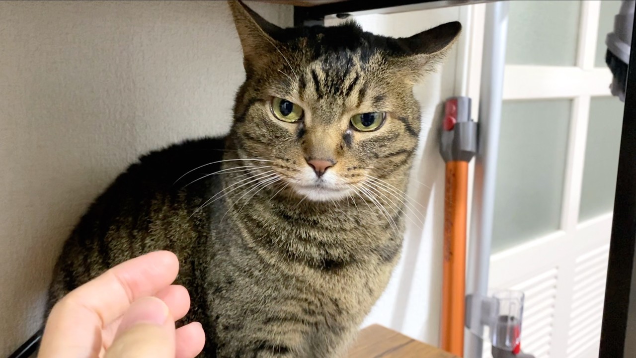 機嫌が悪すぎる凶暴猫を触った結果...