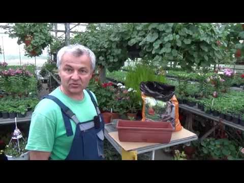 Видео: Hillside Rain Gardens – Можете ли да създадете дъждовна градина на склон