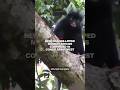 New orange-lipped monkey species confirmed in Congo rainforest