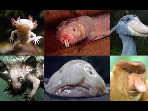 universe-tv-evolution-the-evolution-of-shape-2014