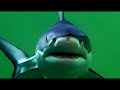 Sharks on chroma
