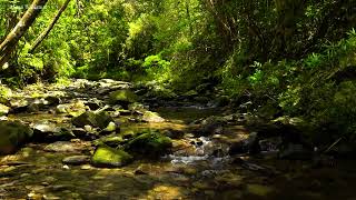 Birds chirping. heal with the beautiful natural space under the green forest canopy. forest sound by Listen To Nature 990 views 1 month ago 6 hours
