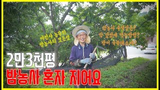[농촌에살어리랏다] EP06  공주 평정율원 22년 햇밤 23,000평을 혼자 재배하는 밤재배 농장 방문