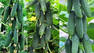 видео: ТОЛЬКО ЭТИ ОГУРЦЫ ПОСАЖУ В 2024 ГОДУ, Урожай Собираю Вёдрами, Не Болеют, Вкусные, Можно Солить! картинка: ТОЛЬКО ЭТИ ОГУРЦЫ ПОСАЖУ В 2024 ГОДУ, Урожай Собираю Вёдрами, Не Болеют, Вкусные, Можно Солить!