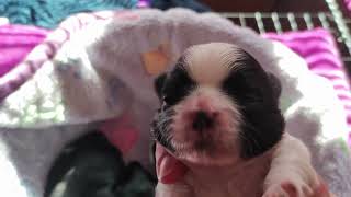 (Shih Tzu Zone) Two of the puppies have opened their eyes