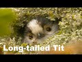 Long-tailed tits (nest building) in a British hedge