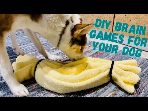 DIY Brain Games for Dogs! Homemade Food Puzzle Toys 