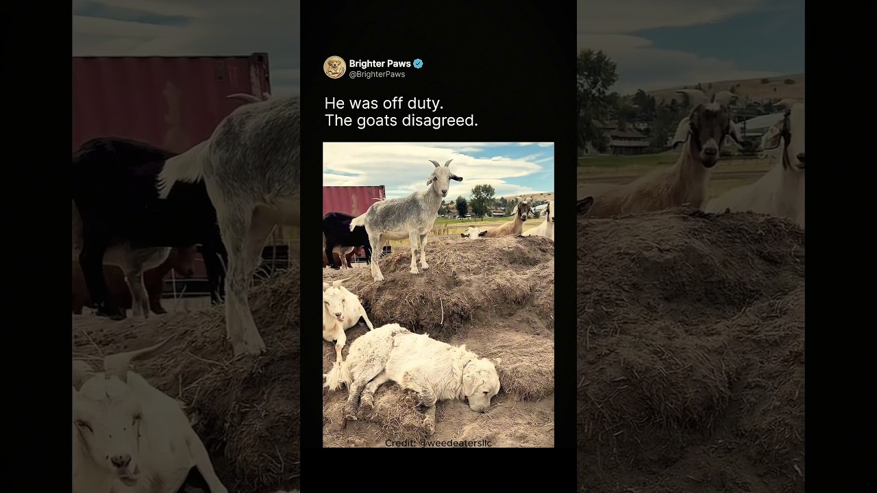 This Dog’s Nap Needed Goat Approval 😂