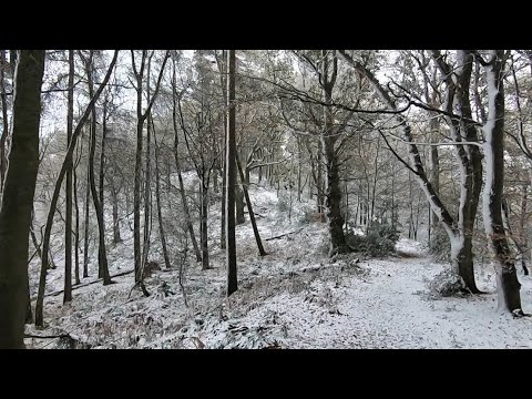 Heavy Snow Falling UK November 2021! Walking Into Snowy Woods Near Birmingham