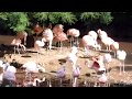 CHILEAN FLAMINGO .Chilei flamingó.Phoenicopterus chilensis