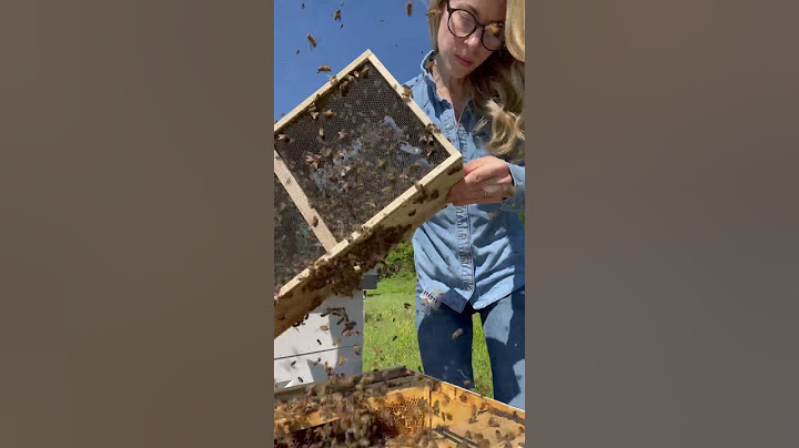 Shaking 3 Pounds of Bees!