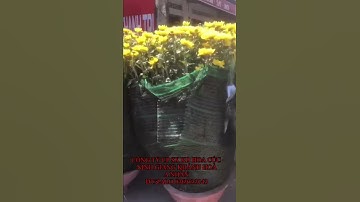 Hoa Cúc Tết Ninh Giang 2022 CÔNG TY CP SX KD HOA CÚC NINH GIANG KHÁNH HOÀ A NHÀN