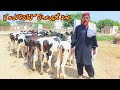 Dado khan bachri farm  best american fresian cow babies for sale  pk janwar 2023