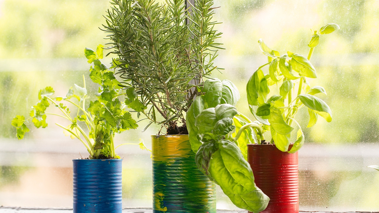 How To Regrow Herbs In Tin Cans | Tasty