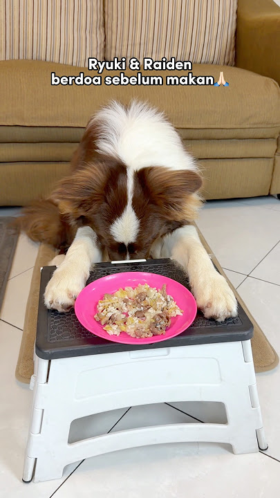 ANABUL MIXES FOOD & PRAYS BEFORE EATING‼️😍 #shorts #cutedog