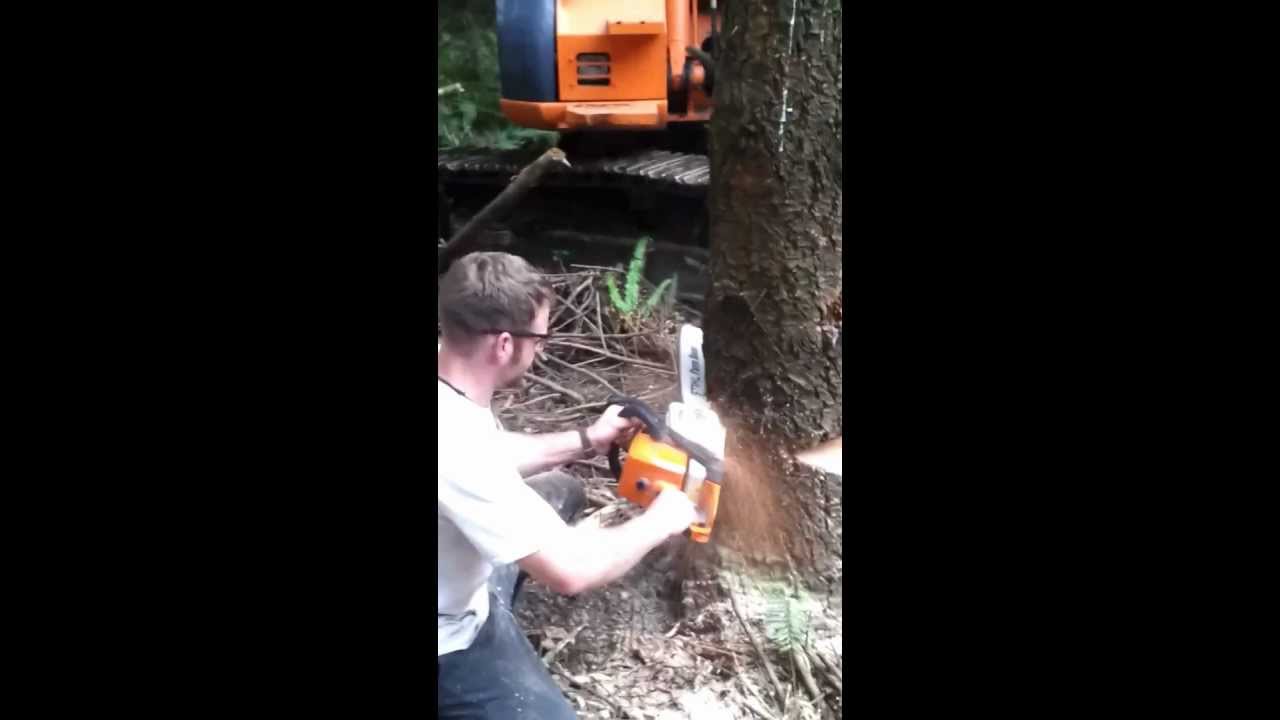 How to cut down a tree with a wedge cut YouTube