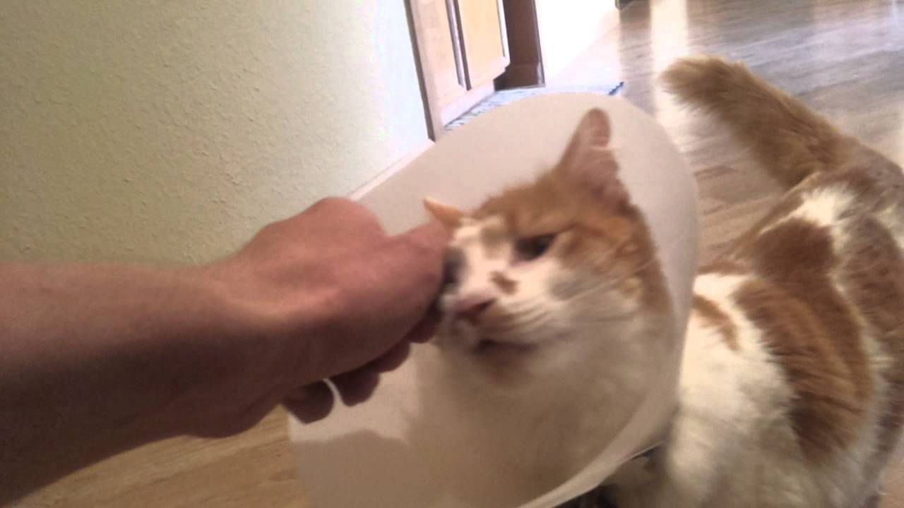 Physical therapy for Charlie the cat after a FHO YouTube