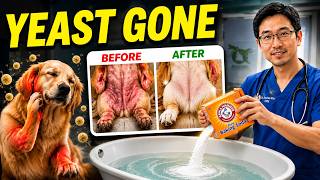 Just Add THIS to Bath Water to Kill Dog Yeast Forever (Vet Secret)