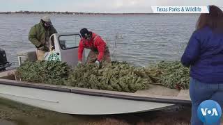 There's More Than One Way to Recycle a Christmas Tree