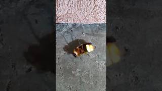 Asymmetricata #firefly #mobilevideography