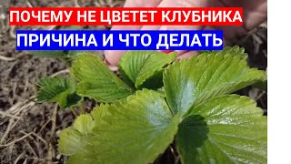 Почему Мало Цвета На Клубнике - Чем Подкормить Слабые Кусты Клубники