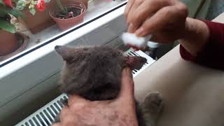 Kedi Yaralarina Kantaron Cok Iyi Geliyor Youtube
