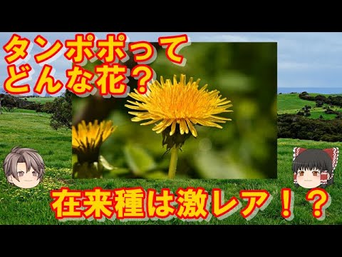 【ゆっくり解説】タンポポってどんな植物？日本のタンポポは珍しい！？