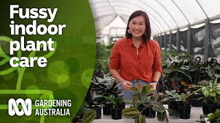 How to fix common indoor plant problems | Indoor Plants | Gardening Australia