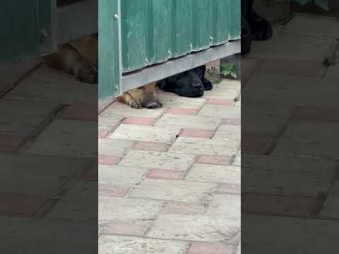 Ну как так😁Лежат и ждут)Кабан и собака #кабан #животные #hunting #animals #automobile #лесной#юмор