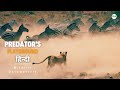 Predators playground  2023    wildlife documentary in hindi