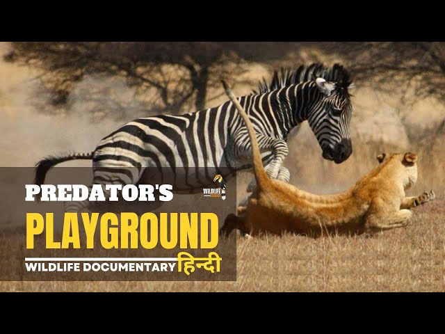 Predator's Playground, अफ़्रीका [2023] हिन्दी डॉक्यूमेंट्री | Wildlife documentary in Hindi class=