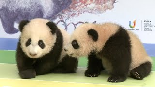 Download lagu Seven newborn pandas under the spotlight in SW China