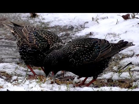 Что ищут скворцы в снегу? Скворцы прилетели в снегопад в марте.
