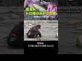 【アユ釣り塾】超渇水 トロ場の泳がせ攻略 Part②