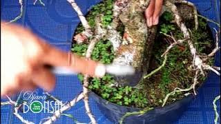 MEMBERSIHKAN JAMUR PUTIH PADA DAUN DAN BATANG BONSAI KAMAL SERTA PEMBENTUKAN RANTING DENGAN KAWAT