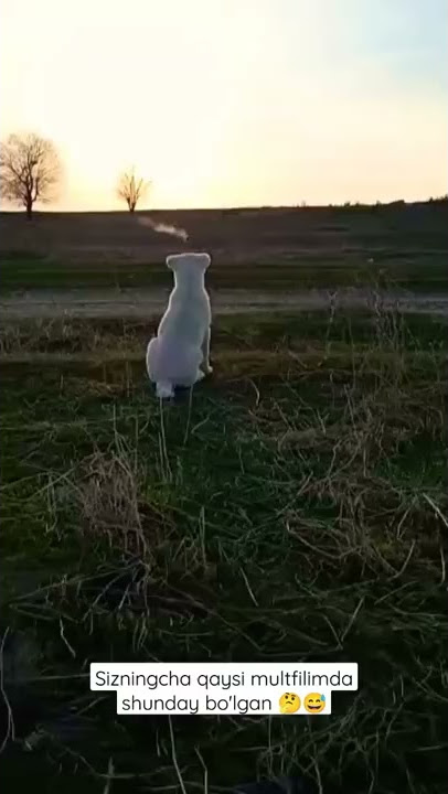 Porno stereo juftlik