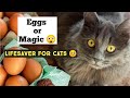 Can cats eat boild and raw egg ? Benefits of eggs for Cats | Homemade Cat Food