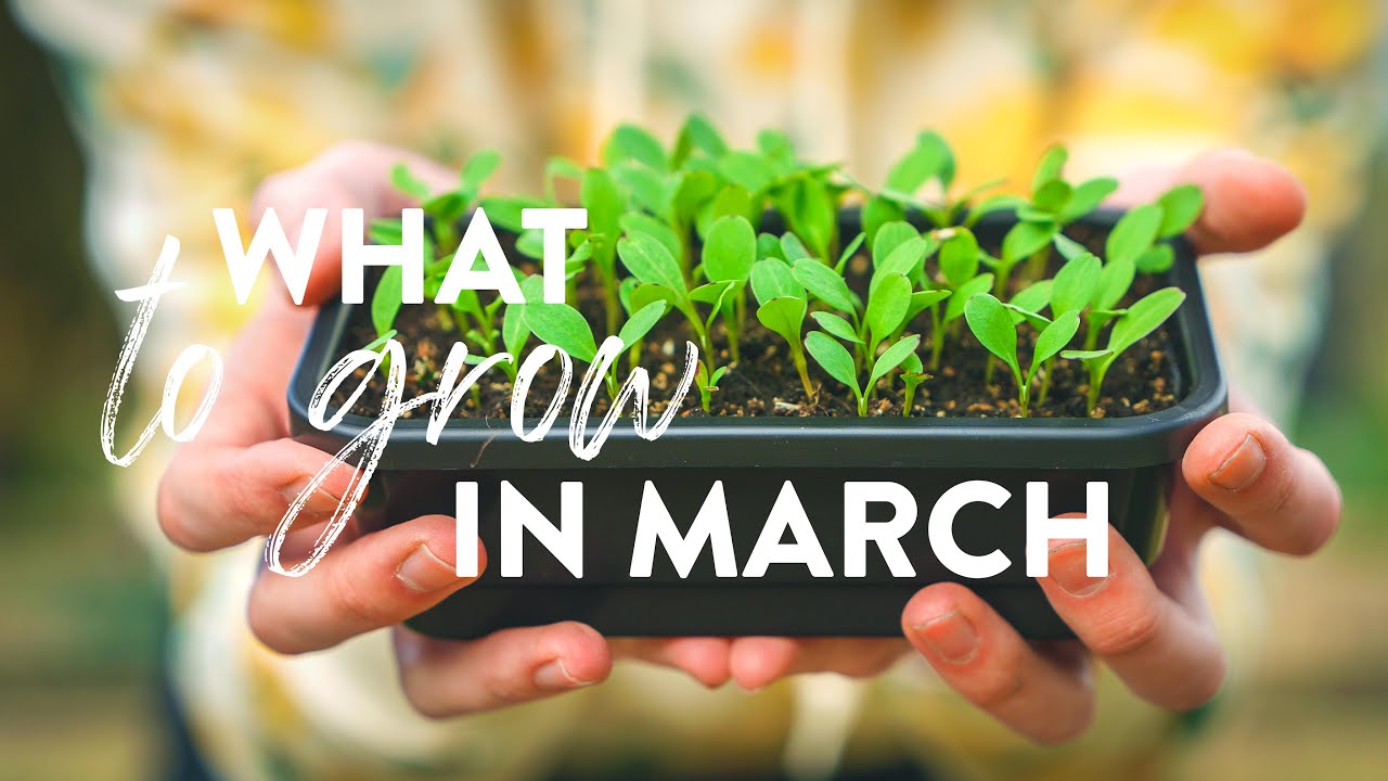 What to Plant in March | 5 Plants to Grow Now!