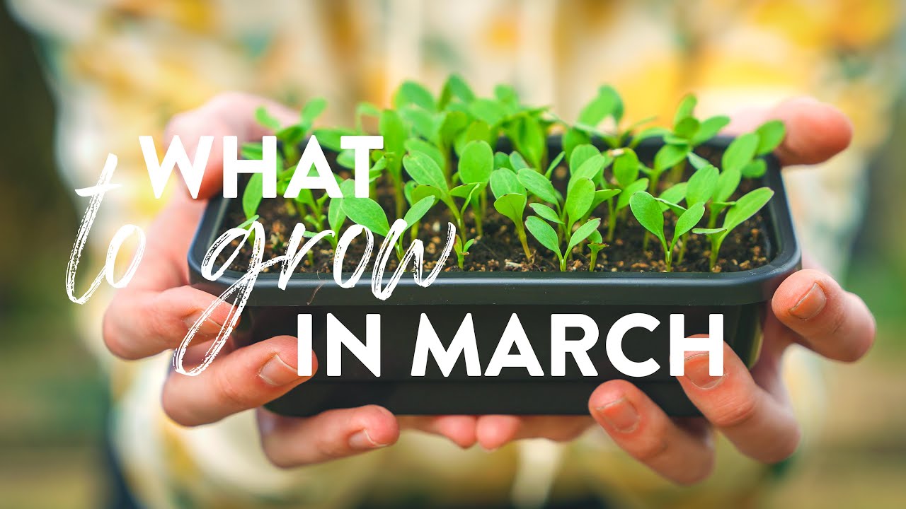 What to Plant in March