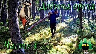 Добыча кедрового ореха (Часть 3) | Production of pine nuts (Part 3)
