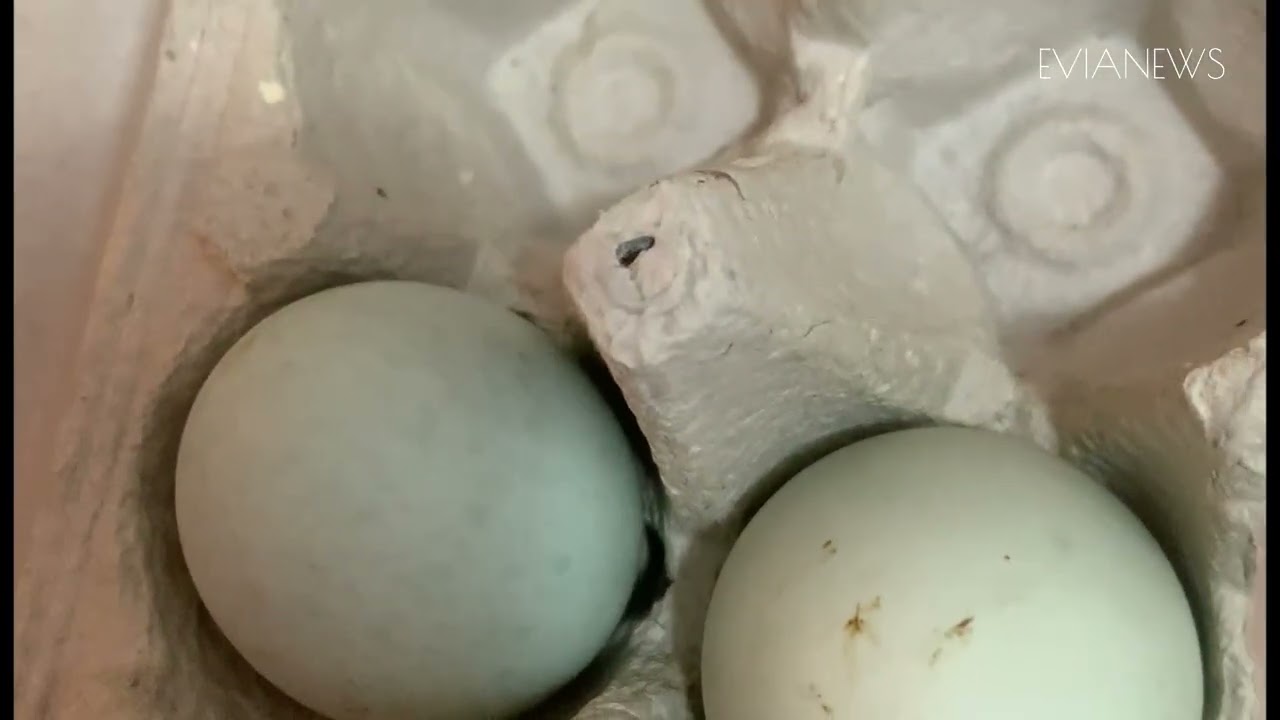 Μυστήριο για ιδιοκτήτη κοτετσιού, οι κότες του γέννησαν μπλε αυγά