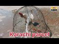 Aseel murga karachi parcel