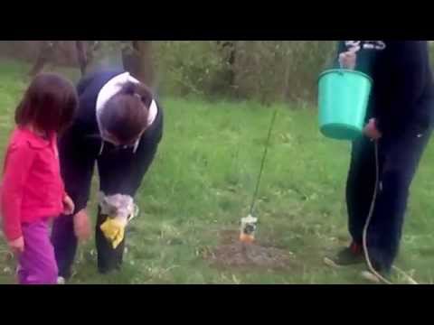 Video: Možete li jesti zimsku trešnju Solanum?