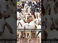 Bakra Bakri #subscribe #shots #framing