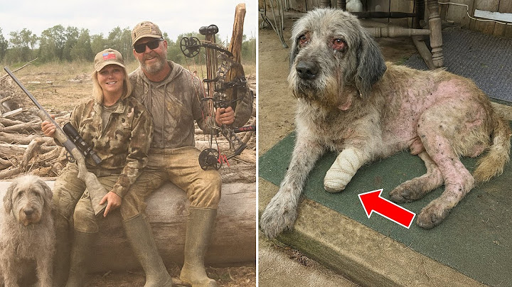Una pareja fue de cacería y desapareció — 2 años después, su perro regresa...